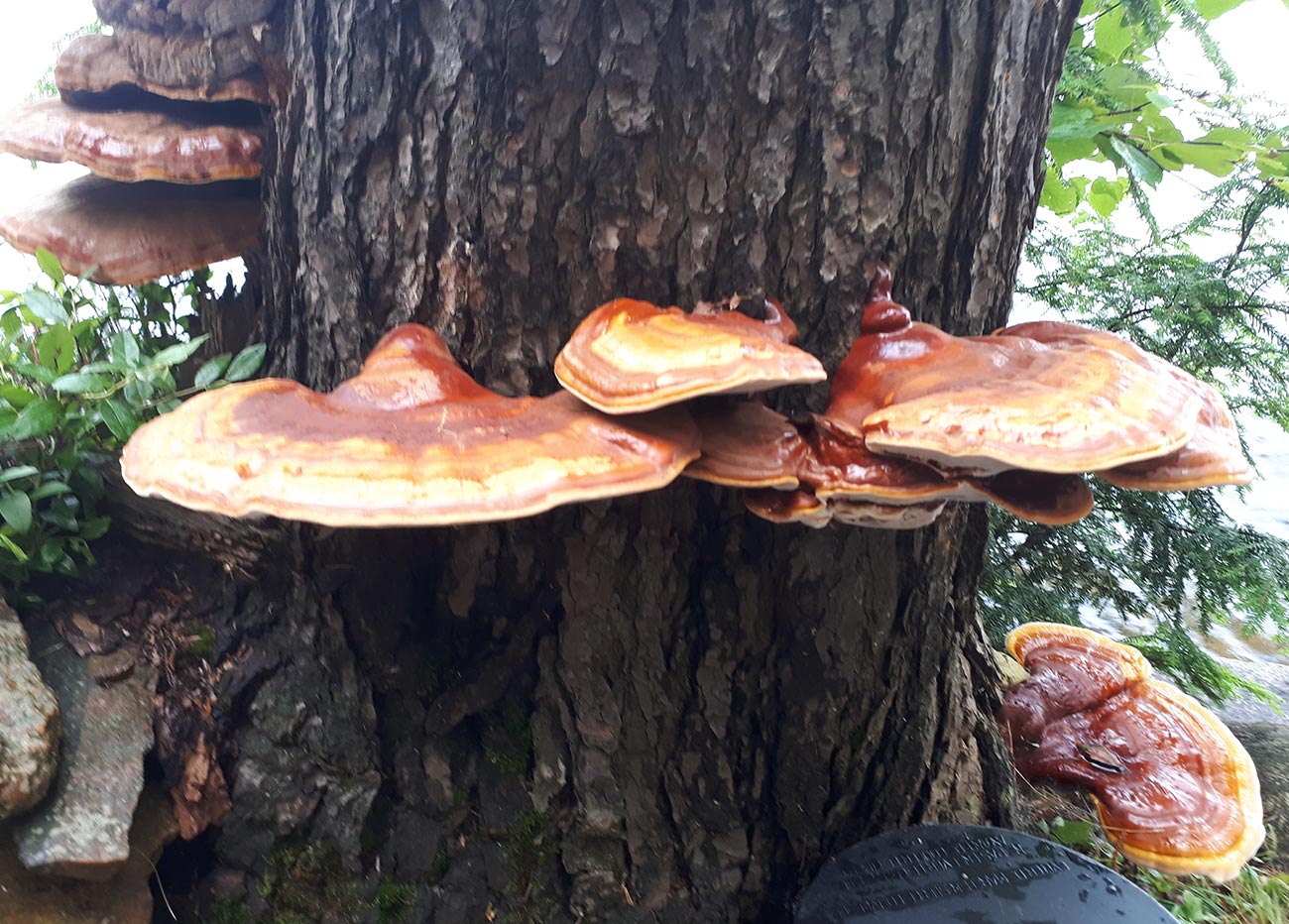 Tree Decay Fungus Mushroom