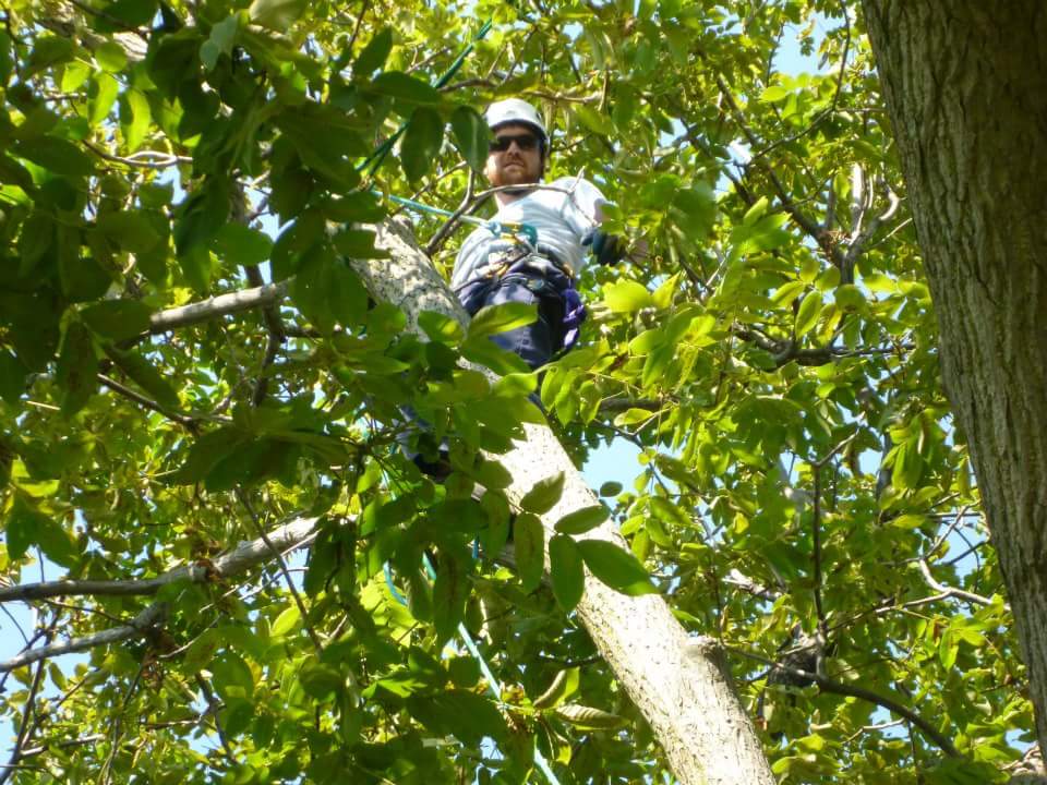 consulting arborist in a tree canopy