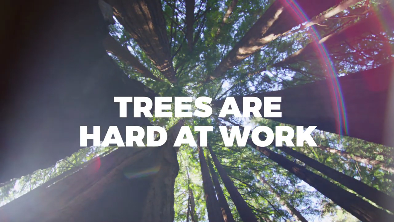 trees are hard at work video capture