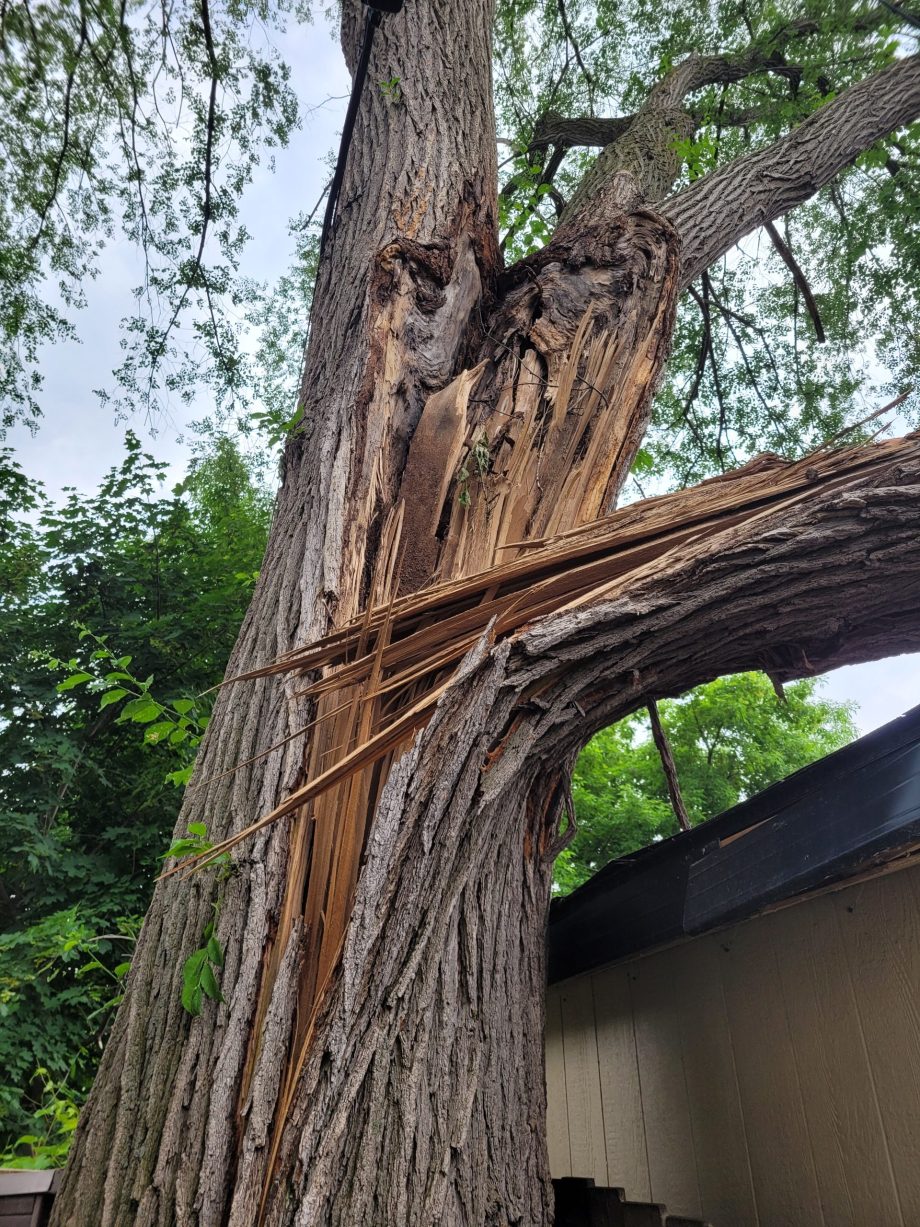 tree risk assessment