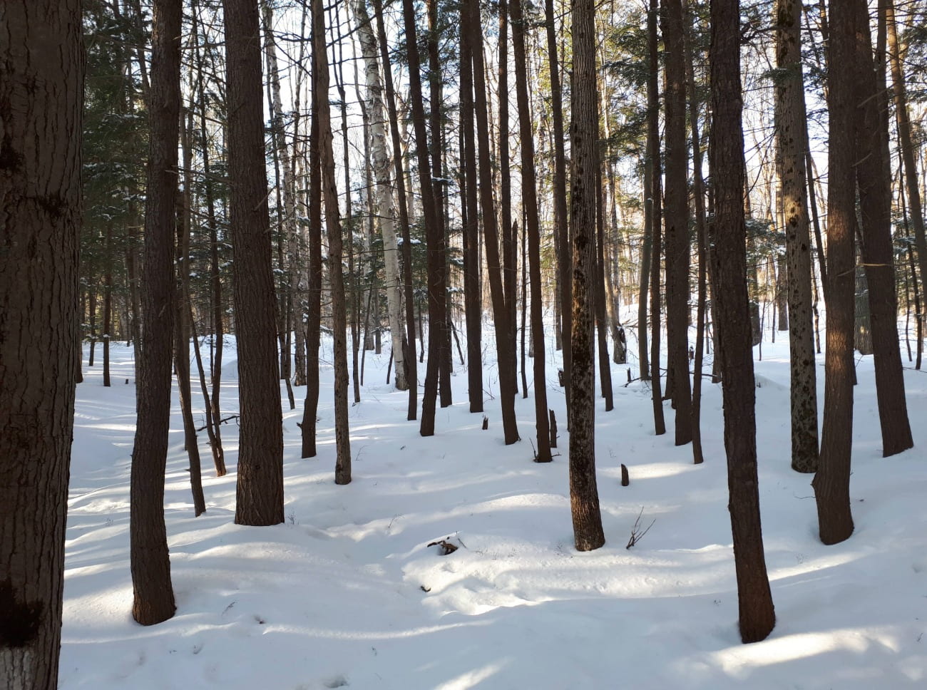 Managed Forest Tax Incentive Program (MFTIP) Plans